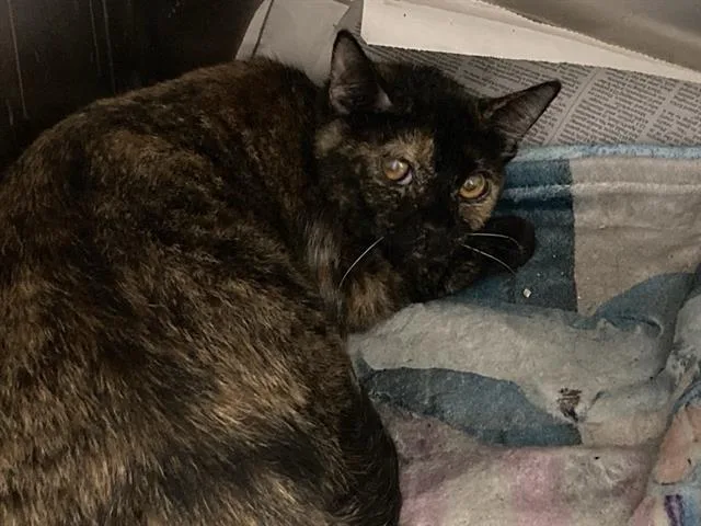 An adult medium-sized female Domestic Short Hair cat named Mercedes for adoption in Tustin, CA