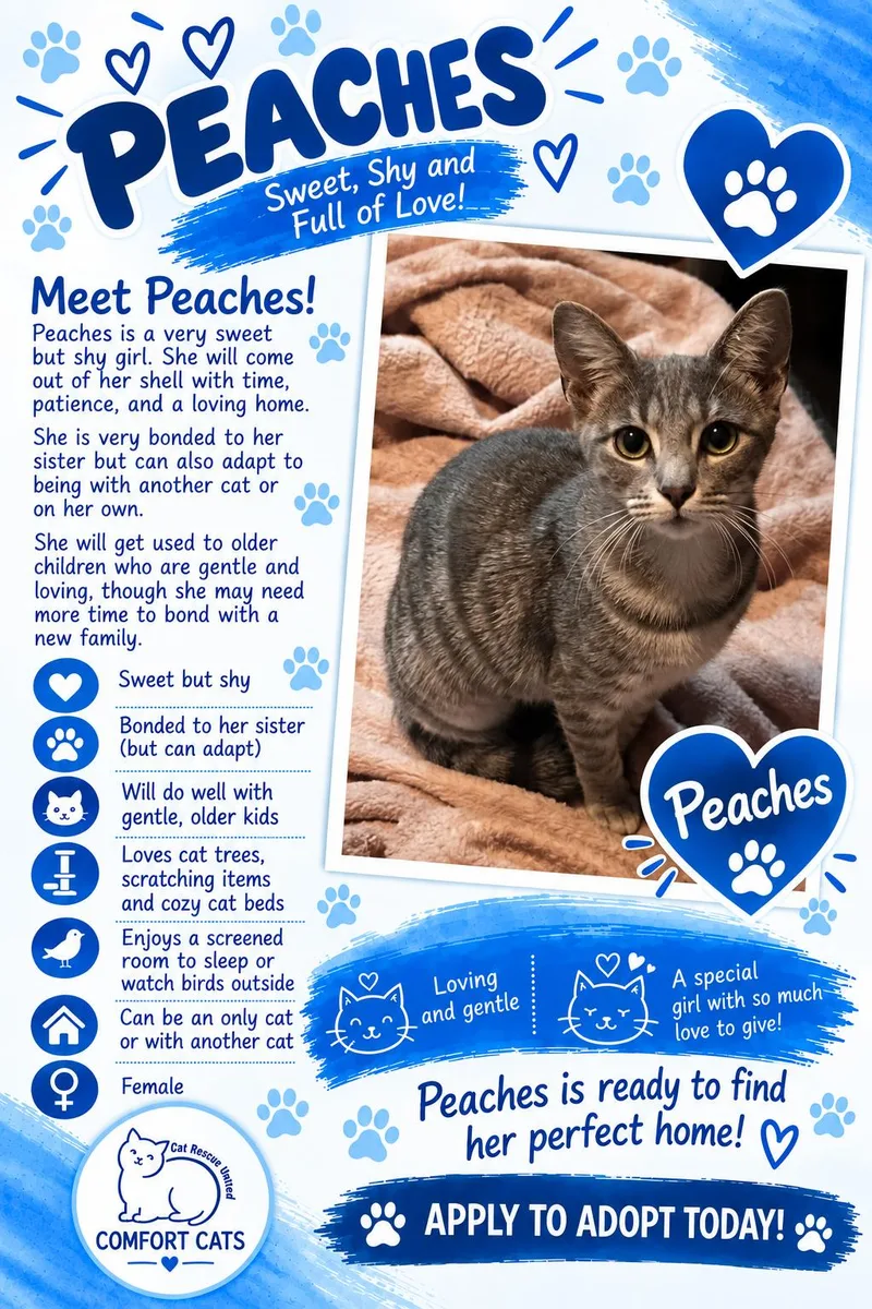 A young medium-sized female Tabby (Gray / Blue / Silver) Domestic Short Hair cat named Peaches for adoption in Moore, SC
