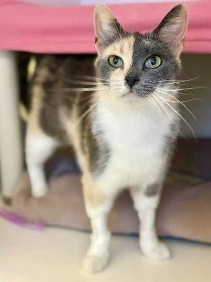 An adult medium-sized female Dilute Calico Dilute Calico cat named Linguini for adoption in Downers Grove, IL