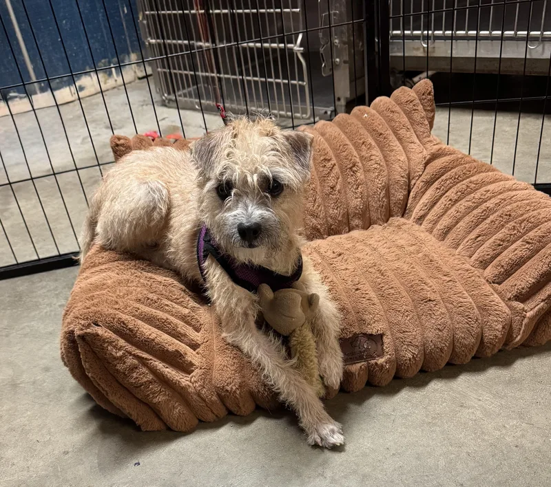 A baby small-sized male Yellow / Tan / Blond / Fawn Terrier dog named Brady for adoption in Ellicott City, MD