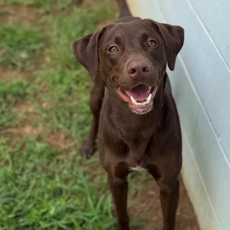 An adult medium-sized male Brown / Chocolate Labrador Retriever dog named Hershey for adoption in Summerdale, AL