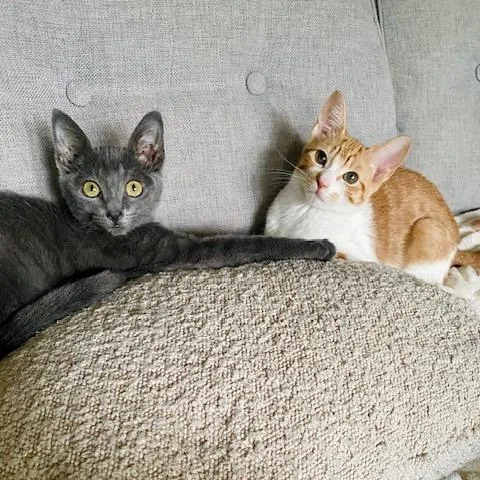 A baby small-sized female Gray / Blue / Silver Domestic Short Hair cat named Pip Squeak C for adoption in Minnetonka, MN