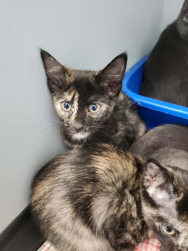 A young small-sized female Domestic Medium Hair cat named Chiari for adoption in Kingman, AZ