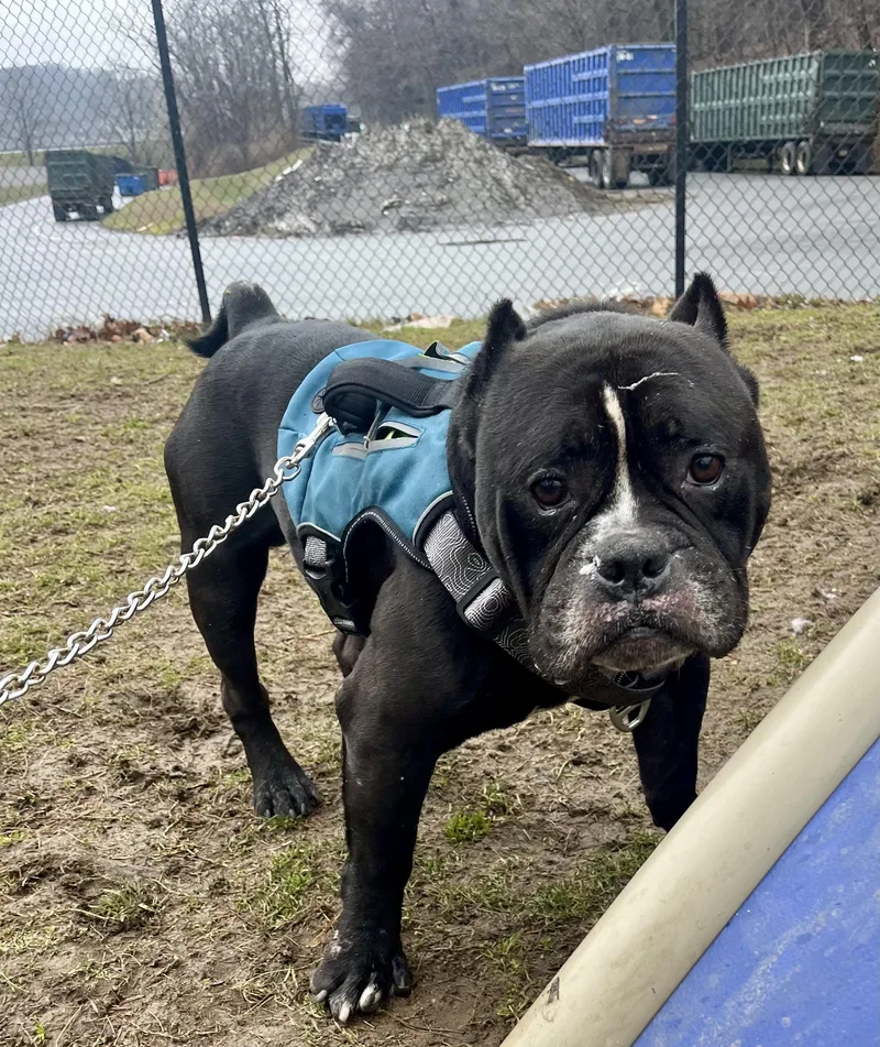 A young medium-sized male Black American Bully dog named Burton for adoption in Yonkers, NY