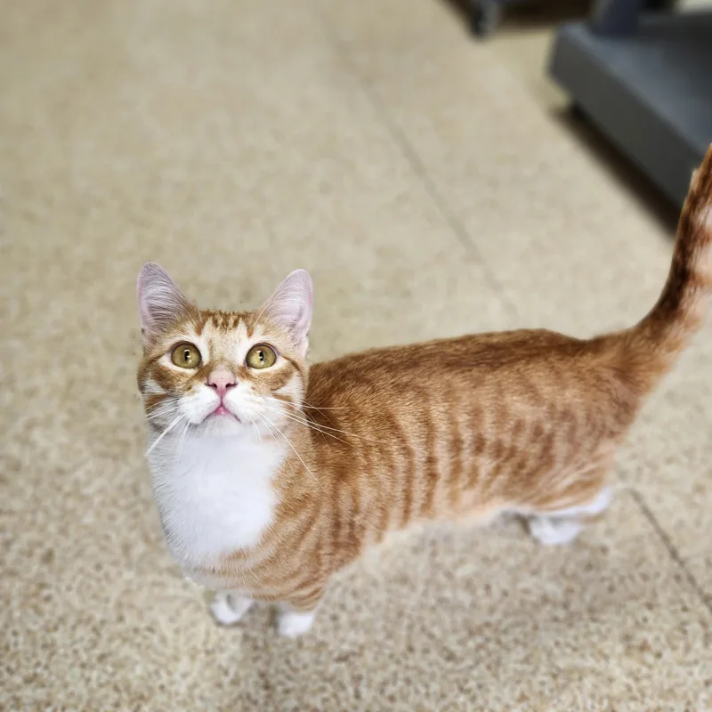 An adult large-sized male Orange & White Domestic Short Hair cat named Kyler for adoption in Waupun, WI