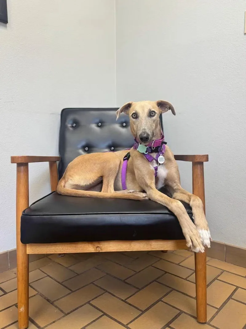 A young medium-sized female Greyhound dog named Blondie for adoption in Winter Park, FL