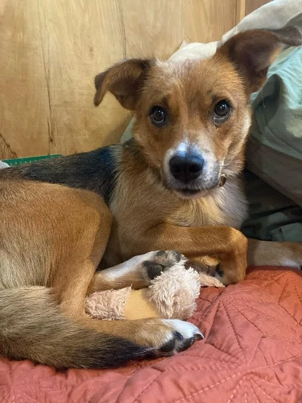 An adult medium-sized female Brown / Chocolate Australian Cattle Dog / Blue Heeler dog named Jersey for adoption in North Bend, WA