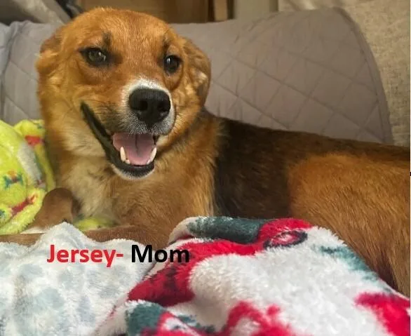 Jersey thumbnail 6