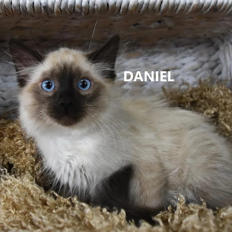 Daniel
