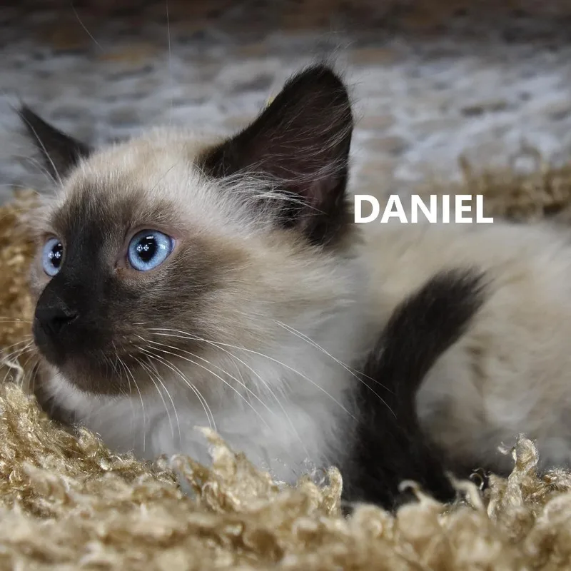 Daniel thumbnail 2