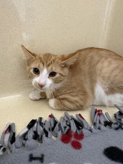 A baby medium-sized female Domestic Short Hair cat named Truffle for adoption in Pequot Lakes, MN