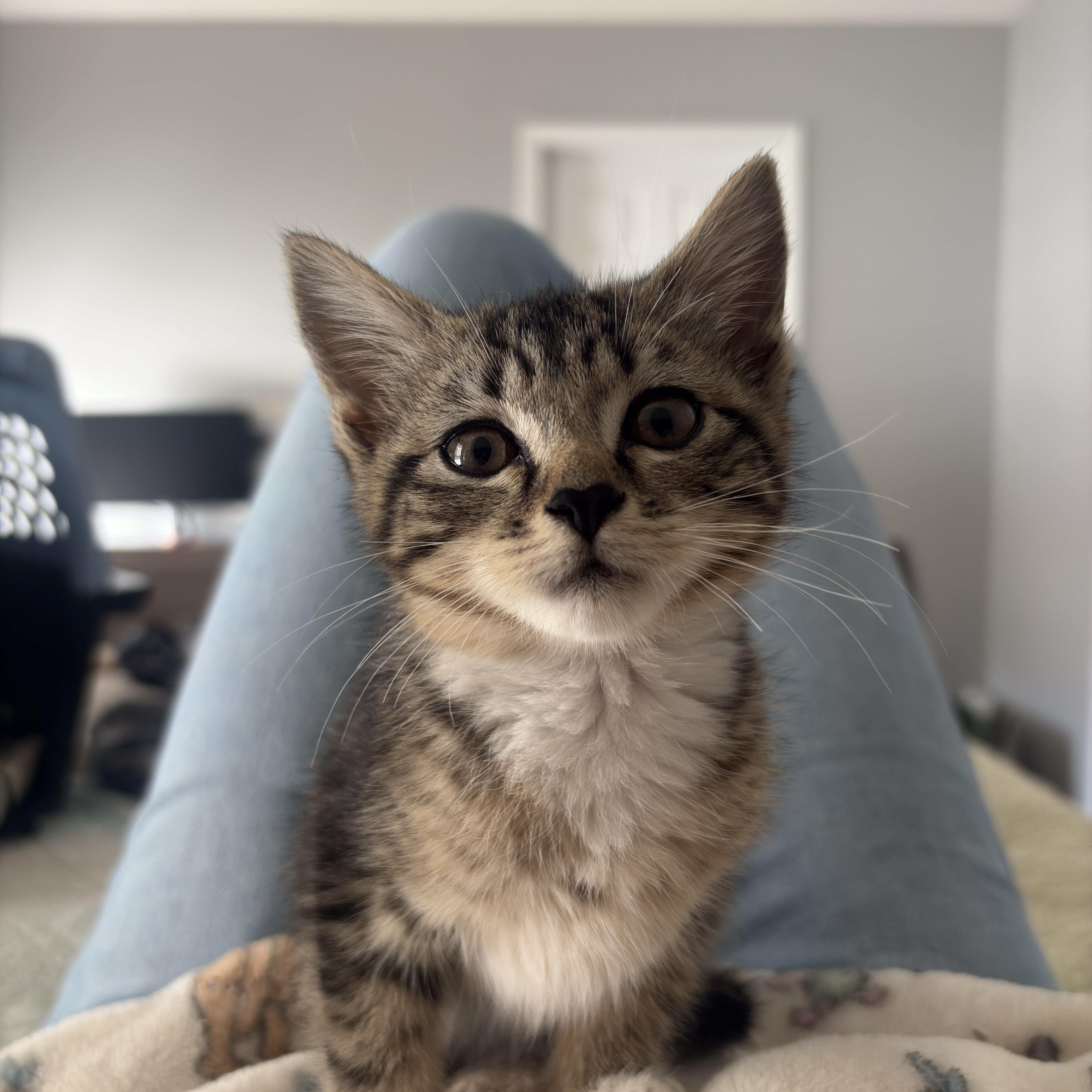 A baby medium-sized female Tabby cat named Madison for adoption in Charlotte, NC