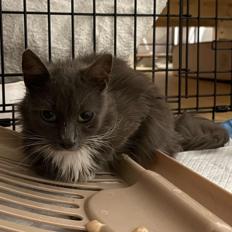 A young small-sized female Gray / Blue / Silver Domestic Long Hair cat named Yam for adoption in New York, NY