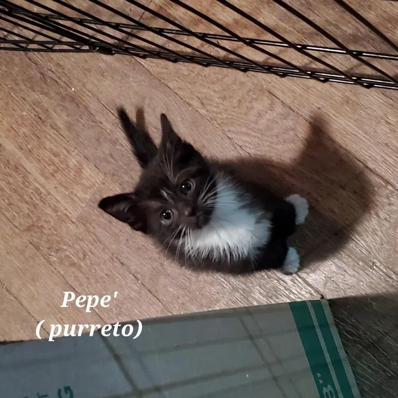 Pepe'