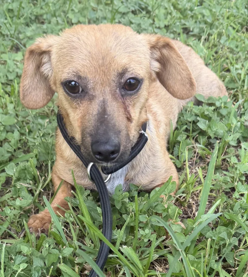 A young small-sized female Dachshund dog named Patty melt for adoption in Louise, TX