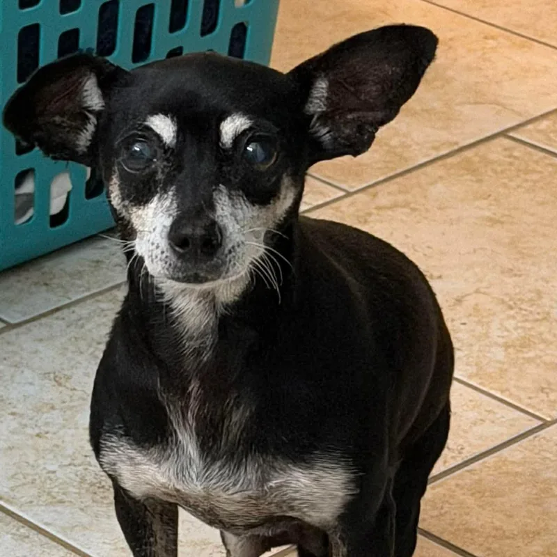 An adult small-sized female Apricot / Beige Chihuahua dog named Tia for adoption in Austin, TX