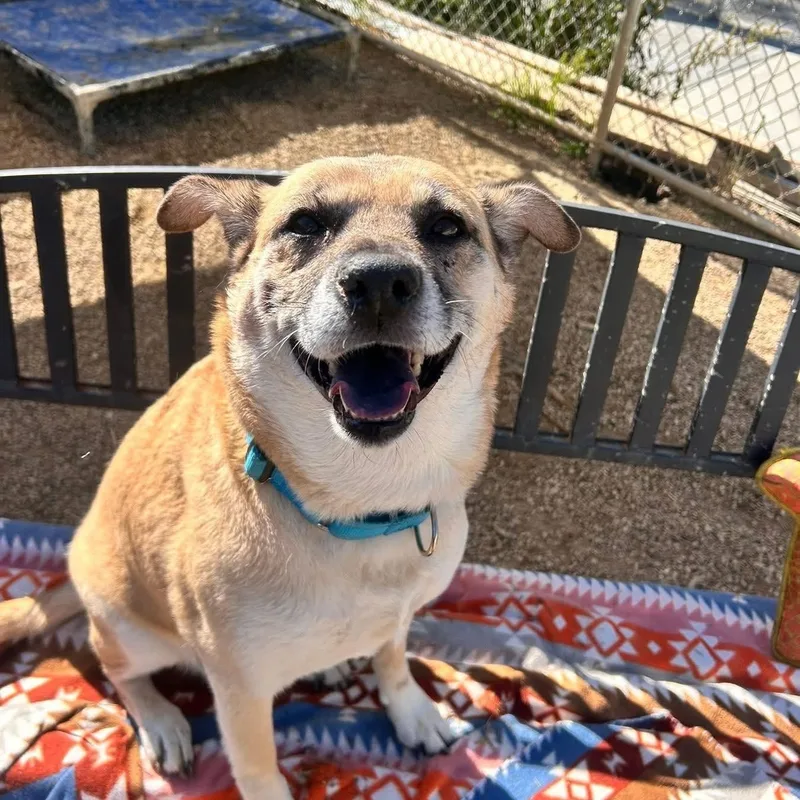 A senior medium-sized female Apricot / Beige Mixed Breed dog named Nola for adoption in Warren, OH