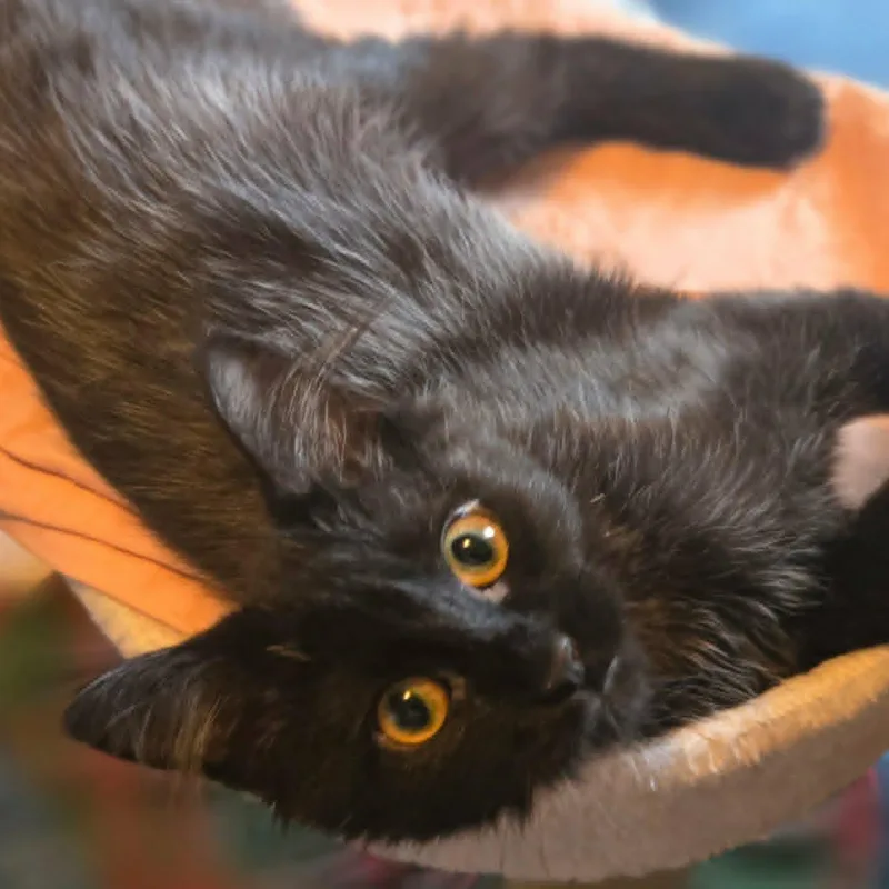 Phoebe thumbnail 2