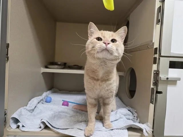 A young small-sized male Domestic Short Hair cat named Jfk for adoption in Denver, CO