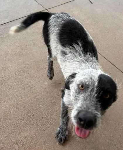 A young medium-sized female Mixed Breed dog named Storm for adoption in Lampasas, TX