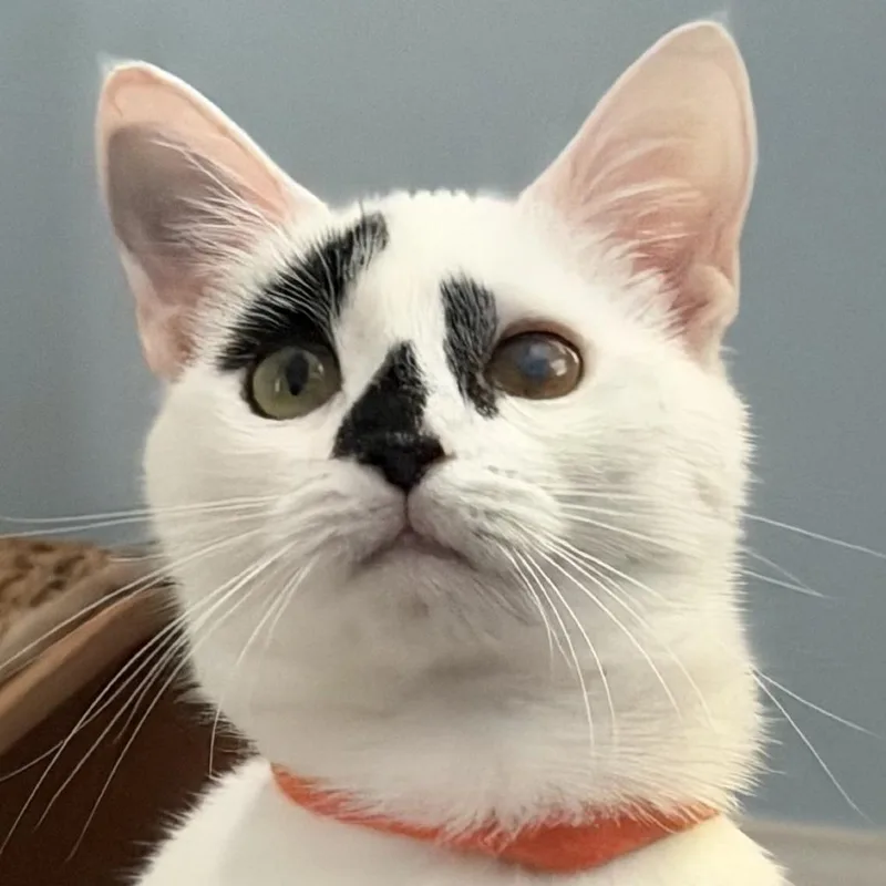 A young medium-sized female Domestic Short Hair cat named Dottie for adoption in Cumming, GA