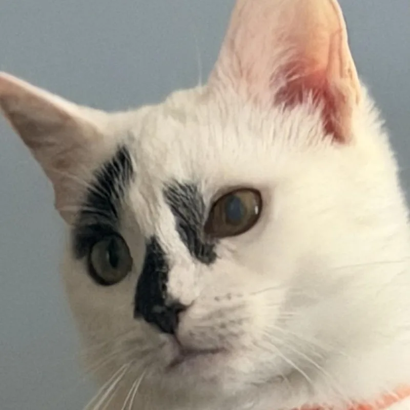 Dottie thumbnail 2