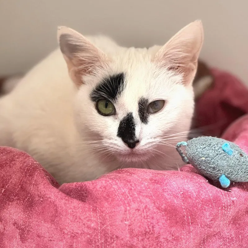 Dottie thumbnail 3