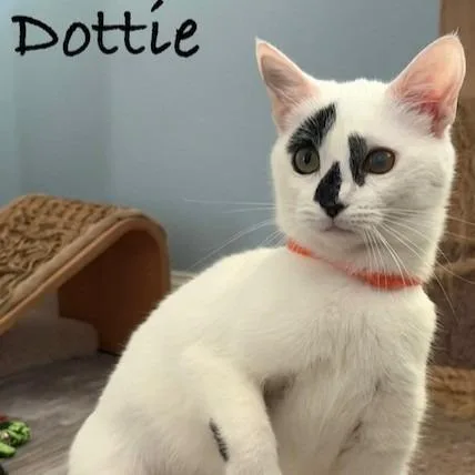 Dottie thumbnail 5