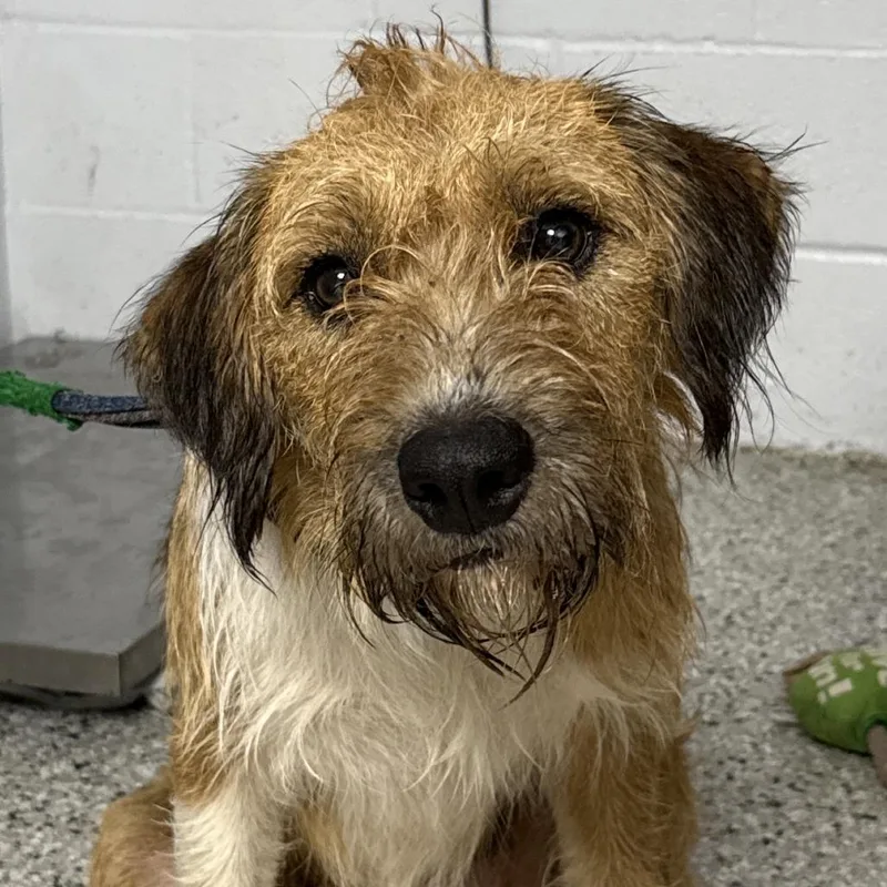 An adult medium-sized male Yellow / Tan / Blond / Fawn Sheep Dog dog named Franklin for adoption in Hattiesburg, MS