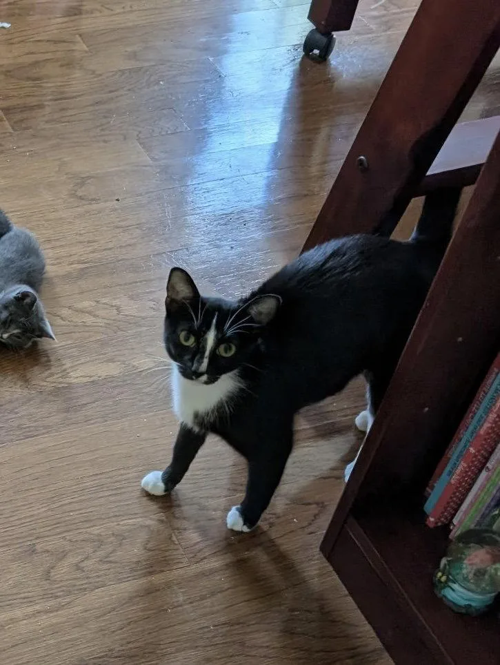 An adult medium-sized female Black & White / Tuxedo Domestic Short Hair cat named Jasmine for adoption in Lake Saint Louis, MO