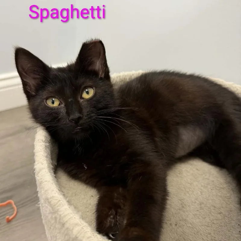 A baby small-sized female Black Domestic Short Hair cat named Spaghetti goes great with for adoption in Carmel, IN