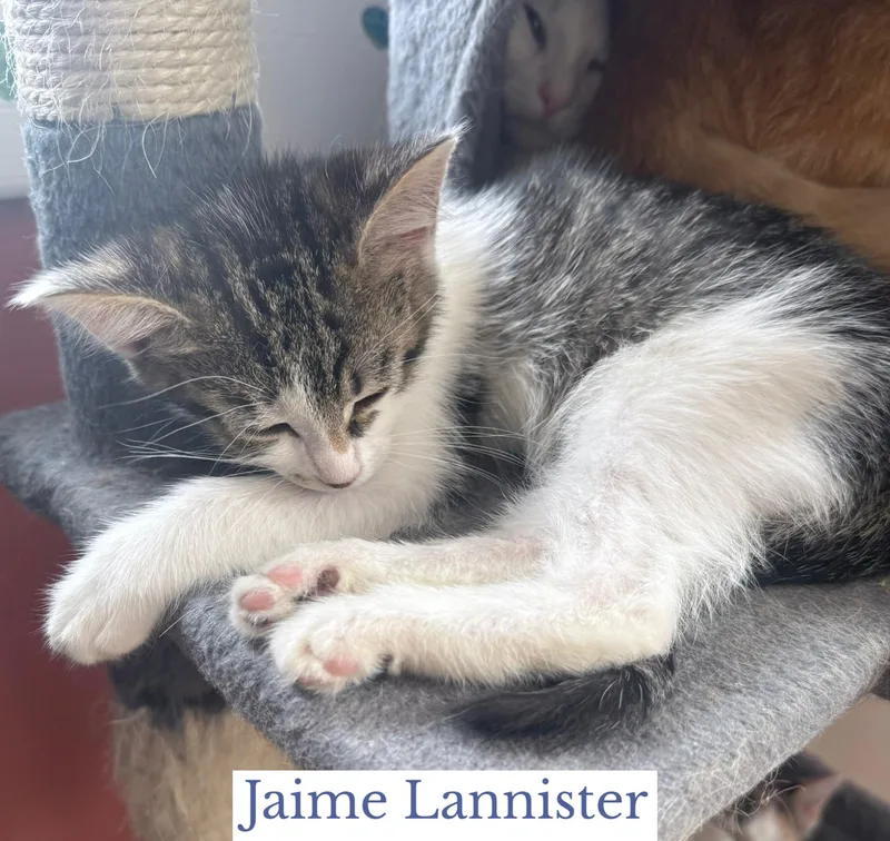 Jaime Lannister thumbnail 2