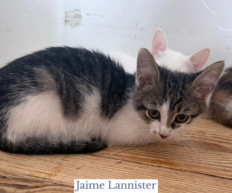 Jaime Lannister thumbnail 5