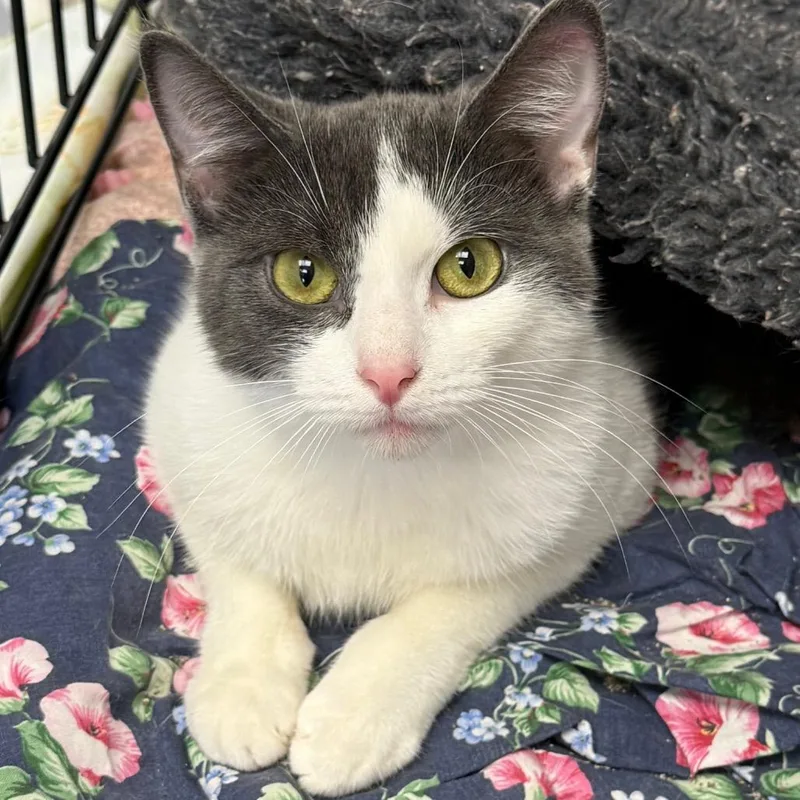 An adult small-sized female White Domestic Short Hair cat named Santa Monica for adoption in Archbold , OH