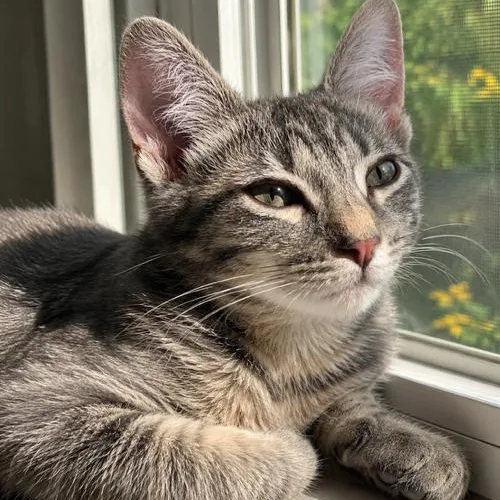 A baby small-sized female Tabby cat named Riff Raff for adoption in Westland, MI