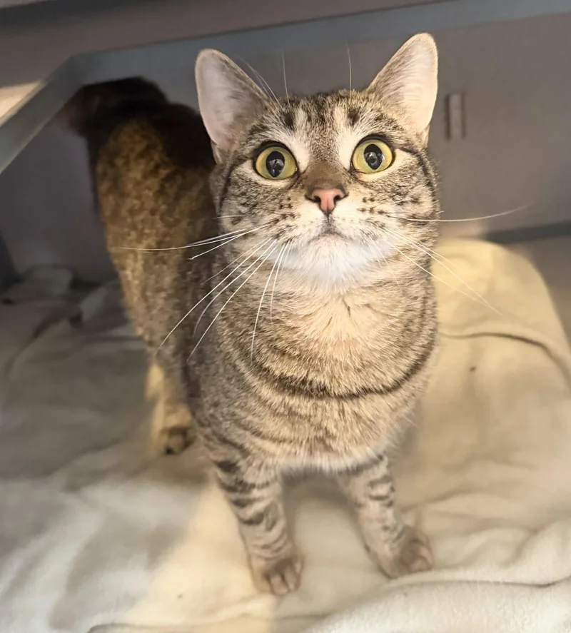 A young large-sized female Tabby (Brown / Chocolate) Domestic Short Hair cat named Beryl for adoption in Hudson, NY