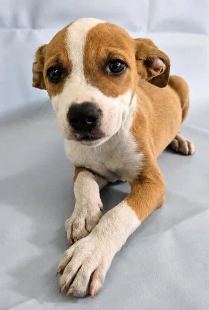 A baby large-sized female Collie dog named Gloria for adoption in Morton Grove, IL
