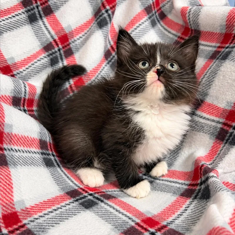 A baby small-sized female Domestic Medium Hair cat named Taffy K for adoption in Corsicana, TX