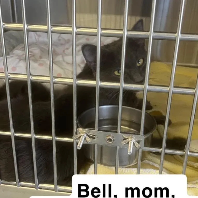 A young small-sized female Black Domestic Short Hair cat named The Peppers Bell for adoption in Washington, DC