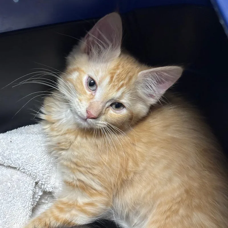 A baby small-sized male Orange / Red Domestic Medium Hair cat named Pinhead for adoption in Middleburg, FL