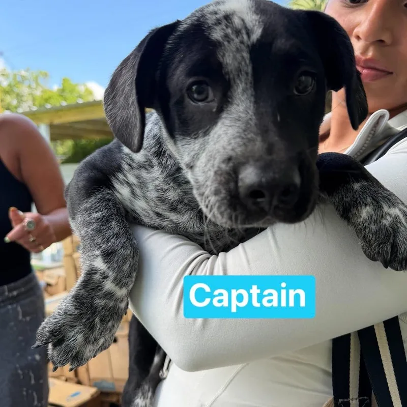 A baby small-sized male Apricot / Beige Australian Cattle Dog / Blue Heeler dog named Captain for adoption in Tampa, FL