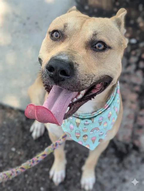 A young medium-sized male Mixed Breed dog named Lalo for adoption in Jacksonville, FL