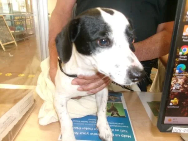 A young small-sized male Beagle dog named Charlie for adoption in Van Nuys, CA