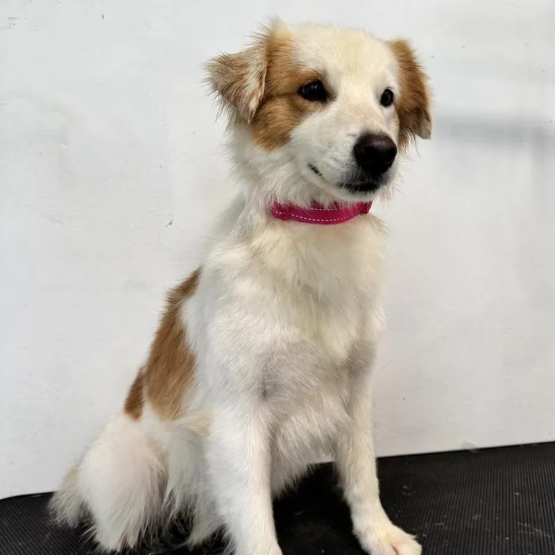 A young small-sized female White / Cream Spaniel dog named Arena for adoption in ISABELA, PR