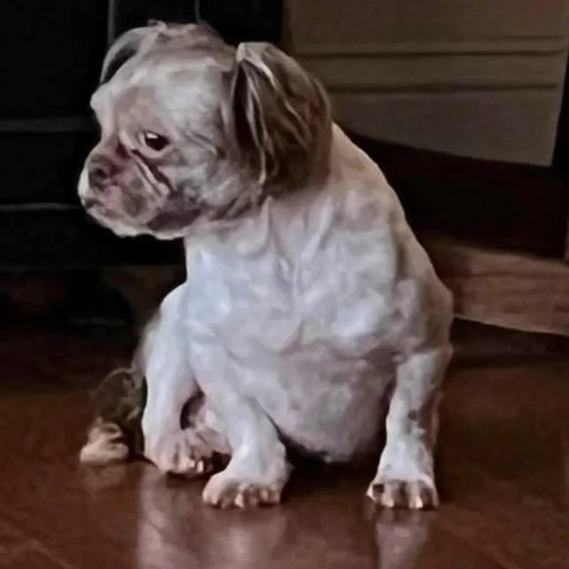 An adult small-sized male Brown / Chocolate Shih Tzu dog named Nash for adoption in Springfield, MO