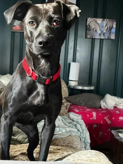 A young medium-sized female Labrador Retriever dog named Button for adoption in Knoxville, TN