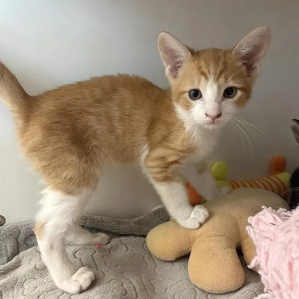 A baby small-sized male Orange / Red Domestic Short Hair cat named Candycorn for adoption in Phoenix, AZ