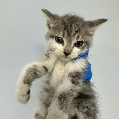 Artemis