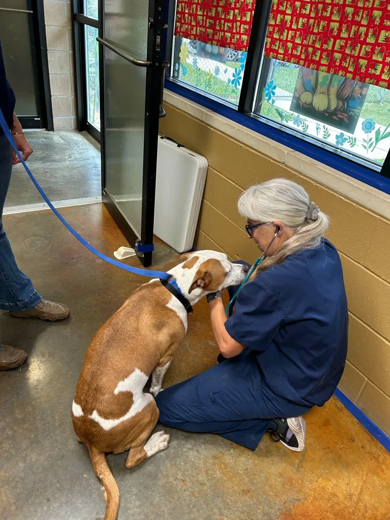 An adult large-sized male Pit Bull Terrier dog named Winston Louisiana for adoption in Rockaway, NJ