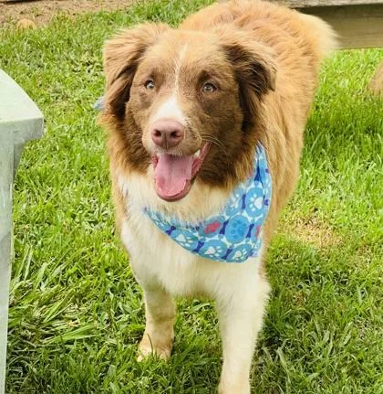 A young medium-sized male Australian Shepherd dog named Scooter $ for adoption in Seneca, SC